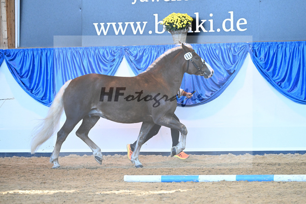 Kat-Nr. 111 Feine Lioba_ZG Schmidt-Schroeder_53220794 | hf-fotografie - Realizzato con Pictrs.com