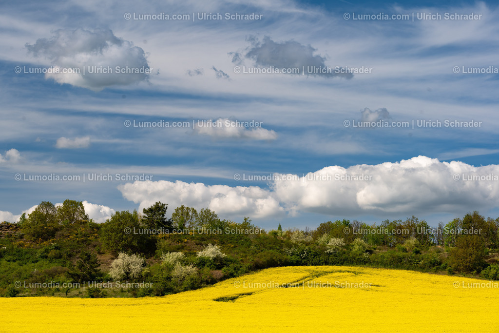 10049-13124 - Blühende Rapsfelder | Stockfoto und Bilderpool mit Bildmaterial aus Deutschland, dem Harz, Halberstadt, Quedlinburg, Wernigerode und weltweit. Qualitativ hochwertige und professionelle Fotos anschauen und kaufen. - Realisiert mit Pictrs.com
