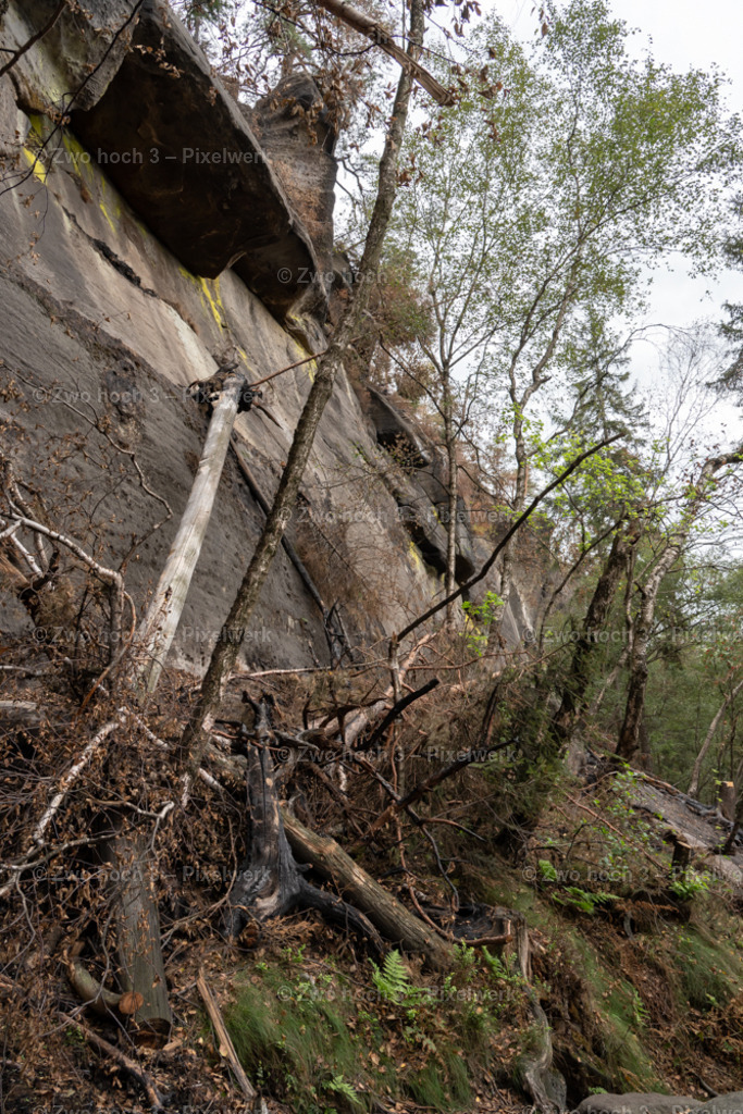 Obere_Affensteinpromenade_Nahe_Rollenturm_Felswand_Wurzel | 2022-09-02_Waldbrandgebiete_2 - Realisiert mit Pictrs.com