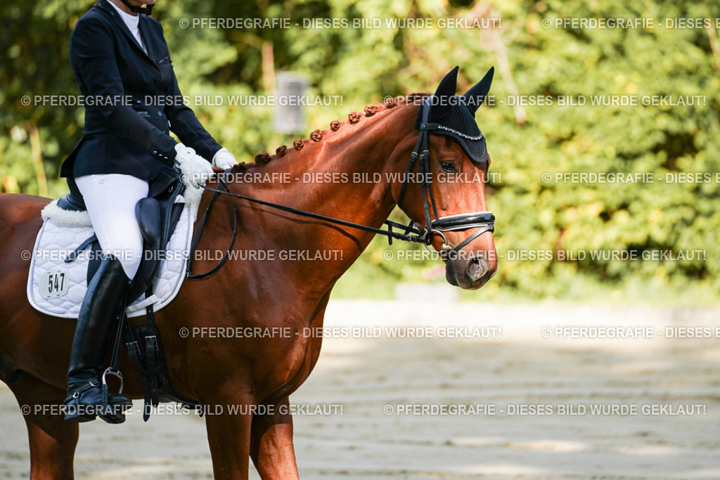 DSC07006 | Pferdegrafie