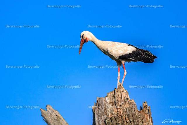 R62_5100_LGO | Berwanger Fotografie | Verschönern Sie Ihr Zuhause mit Natur-, Tier,- oder Stadtmotiven. Auf Leinwand, als Foto und vielen mehr! - Realisiert mit Pictrs.com
