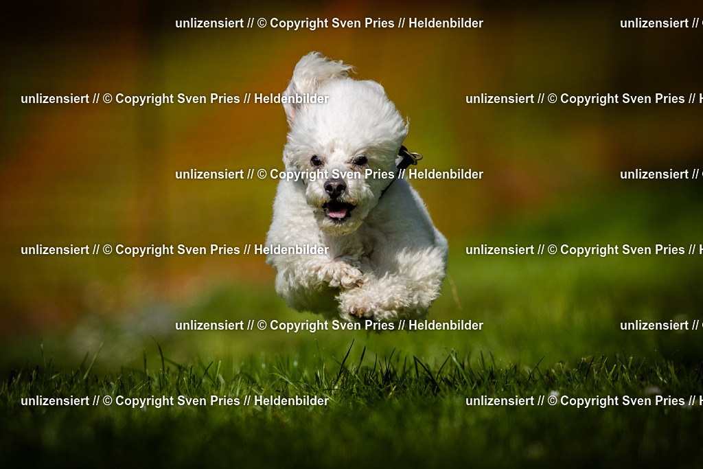 Sven Pries | 2025-04-13 - Hunderennen Baden-Baden - Realisiert mit Pictrs.com