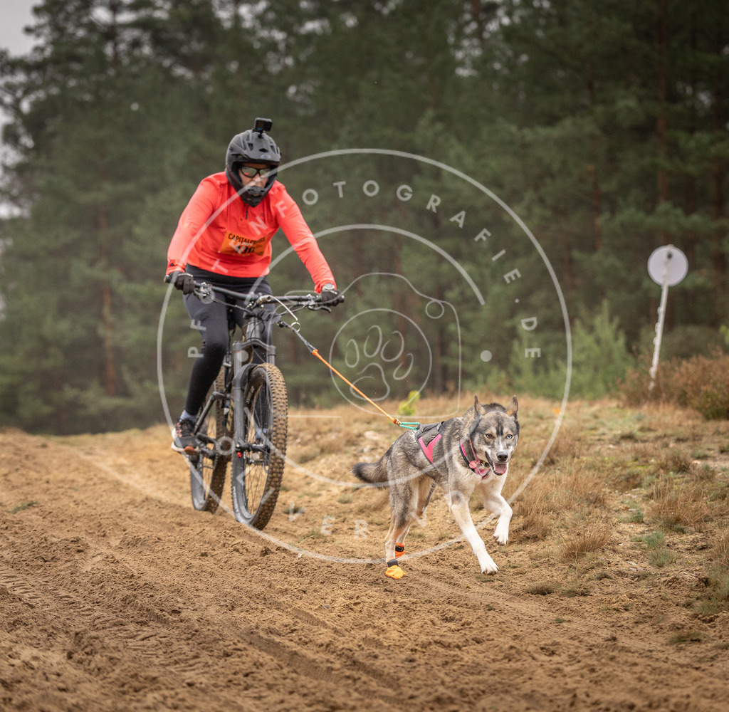Pfotenfotografie_DV3A3717 | Hundefotografie, Tierfotograf, Pfotenfotografie, Fotoshooting Hund, Hunde Portrait, Hundesport, Hundeportraits, Heideshooting, Hunde, Sportfotograf, Hundefotograf, Turnierhundsport, THS,  - Realisiert mit Pictrs.com