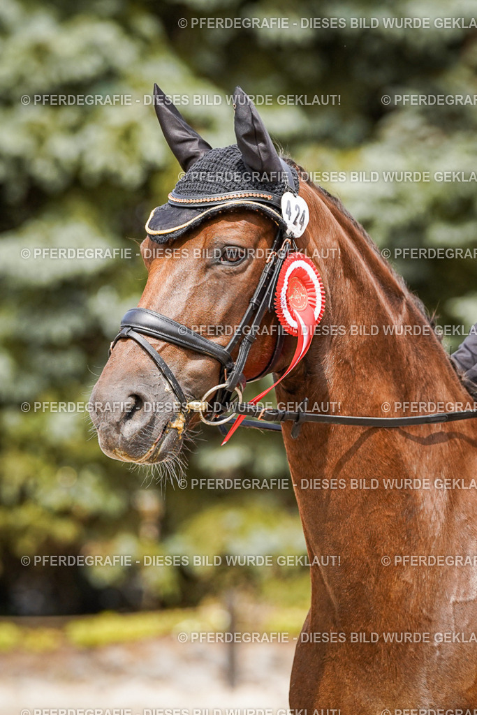 DSC04551 | Pferdegrafie