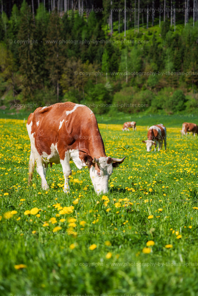 Frühling in Ried im Zillertal copyright  Thomas Pfister-2 | PHOTOGRAPHY BY THOMAS PFISTER