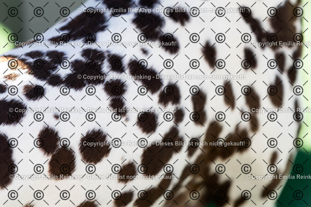 CL5A0953 | Emilia Reinking Fotografie - Realisiert mit Pictrs.com