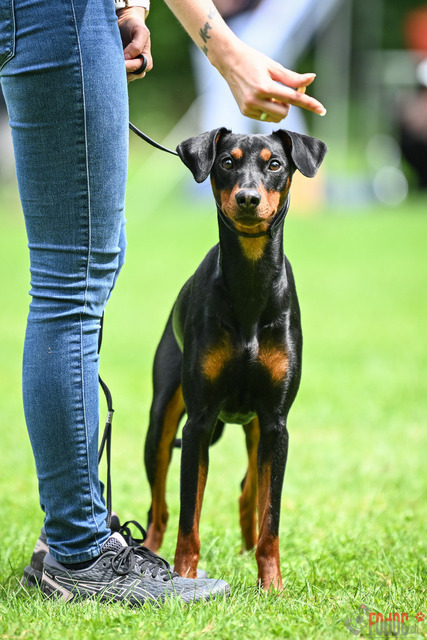 Ausstellung des Pinscher Schnauzer-Klub | Ausstellung des Pinscher-Schnauzer-Klub, OG München in Gröbenzell 30.07.2023 Foto: Leo Wyden