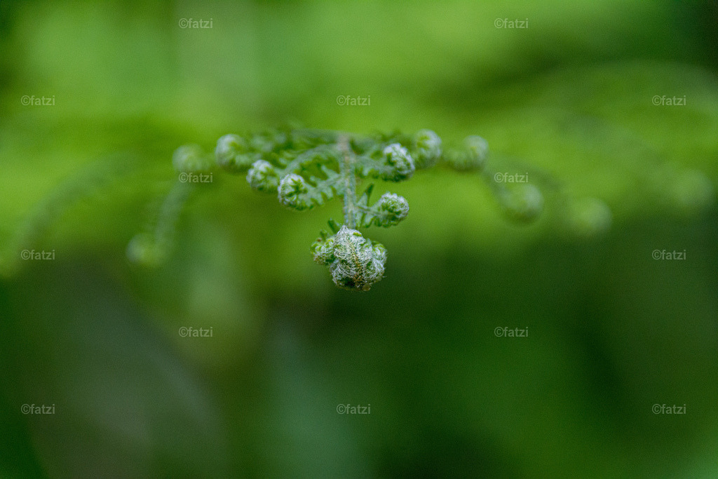 Adlerfarn_fatzi003-k | Fatzi Bilder-Archiv! 
Die Bilder sind für private Nutzung lizenzfrei. Die kommerzielle Nutzung ist möglich und erwünscht, jedoch bitte ich um vorherige Kontaktaufnahme per E-Mail (info@fatzi.at) oder unter +43 650 7828269 - Realisiert mit Pictrs.com