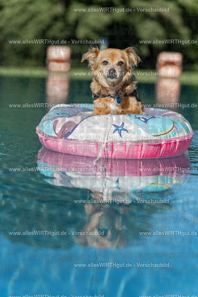 Hundeschwimmen_Volksbad_2026-allesWIRTHgut_Tierfotografie-2609061048-095842-7R509221 | Professionelle Tierfotografie in Mönchengladbach von Daniel Wirth (allesWIRTHgut). Liebevolle & natürliche Bilder von Hunden & Katzen für unvergessliche Erinnerungen.