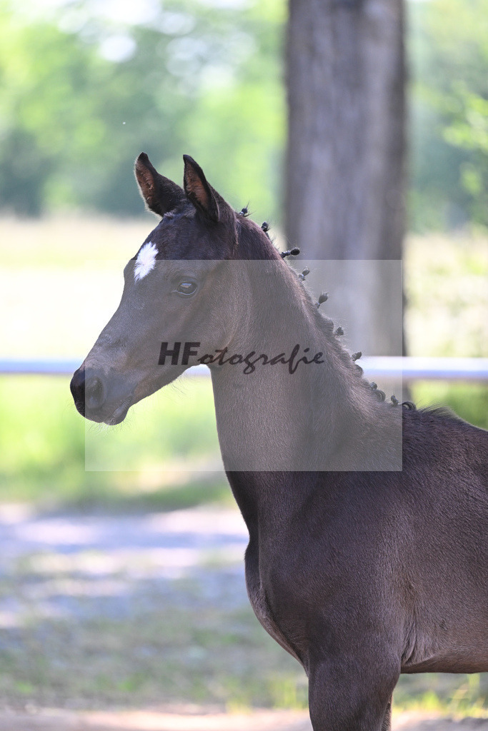 Kat-Nr. 8 HF DSP Feliciano_Weyer_14230186 | hf-fotografie - Realisiert mit Pictrs.com