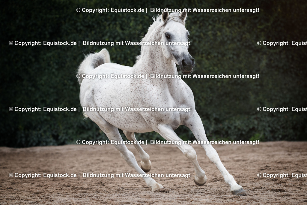 20150904_TOMsPiC_0258 | equistock