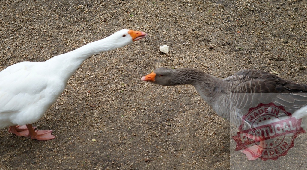 Two geese interacting on gravel ground outdoors | White and grey geese stretching necks, showing a moment of interaction on a farm - Realized with Pictrs.com