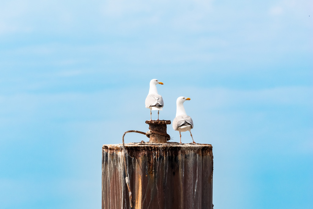 Twee Möwen kieken | Zwei Möwen blicken auf´s Wattmeer.