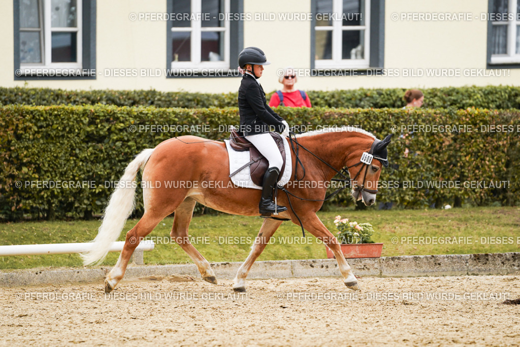 DSC00516 | Pferdegrafie