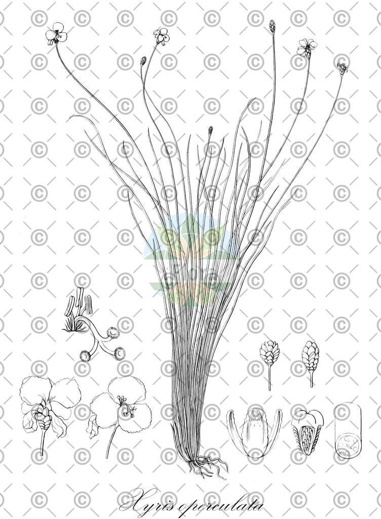 HistAbb_63XC7_1_ENZY_Simple | Historische Abbildung von Xyris operculata - Xyridaceae | Historical Illustration of Xyris operculata - Xyridaceae