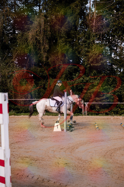 2026_10_03_Siefer-Hof_144154_Z81_14193496 | Professionelle Reitsport-, Turnier- und Eventfotografie von Robert Broda. Galerien mit ausgewählten und bearbeiteten Bildern direkt online ansehen und bestellen.