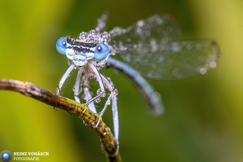 Tiere_0008 | Alle Bilder von Heinz Vonäsch Fotografie können alle zu günstigen Preisen gekauft werden! Download der Bilder, Ausdrucke, Postkarten, Tassen T-Shirts, Kalender, Alu- Dibond usw. - Realisiert mit Pictrs.com