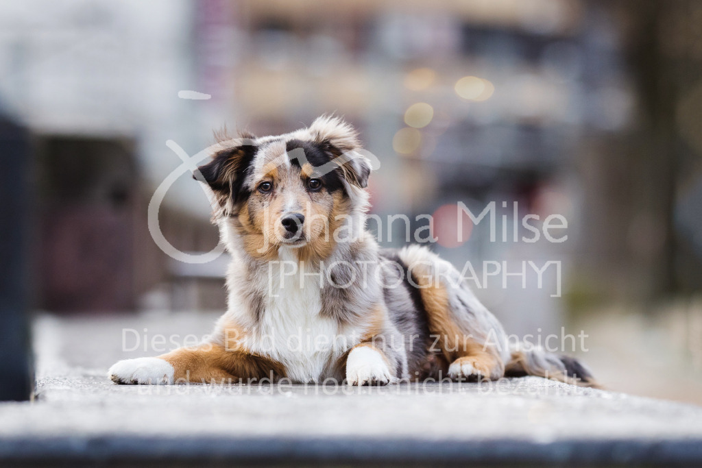 Miniature Australian Shepherd | Verkauf nur auf Anfrage