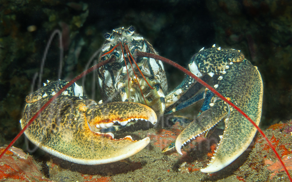 Homarus gammarus | es: Bogavante • en: Lobster • de: Hummer • fr: Homard - Realisiert mit Pictrs.com