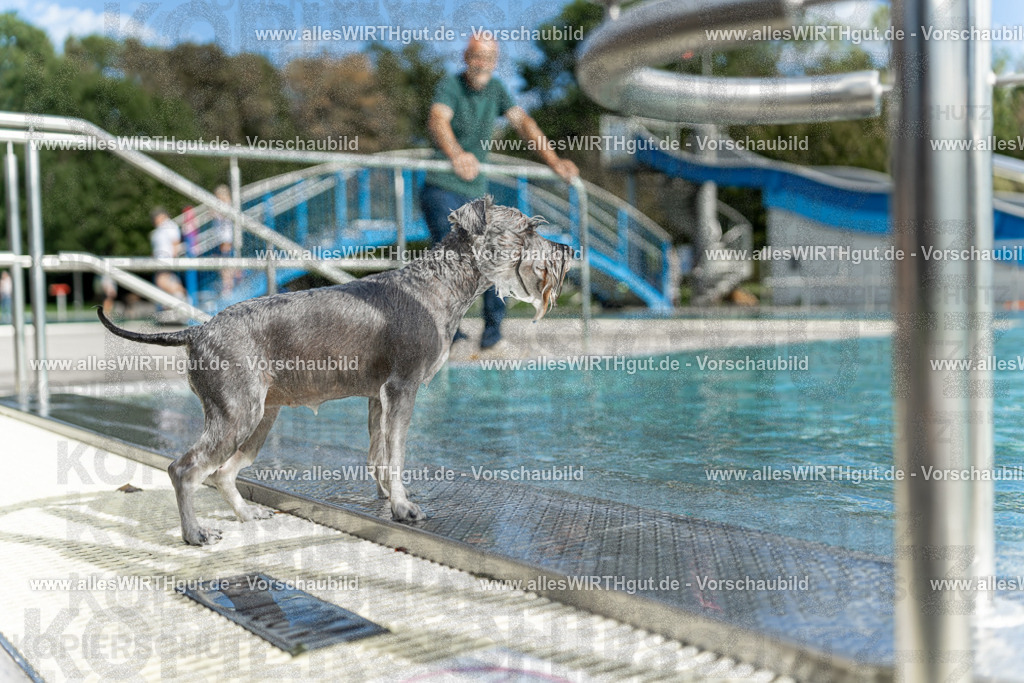 Hundeschwimmen_Volksbad_2026-allesWIRTHgut_Tierfotografie-2609061520-7R501448 | Professionelle Tierfotografie in Mönchengladbach von Daniel Wirth (allesWIRTHgut). Liebevolle & natürliche Bilder von Hunden & Katzen für unvergessliche Erinnerungen.