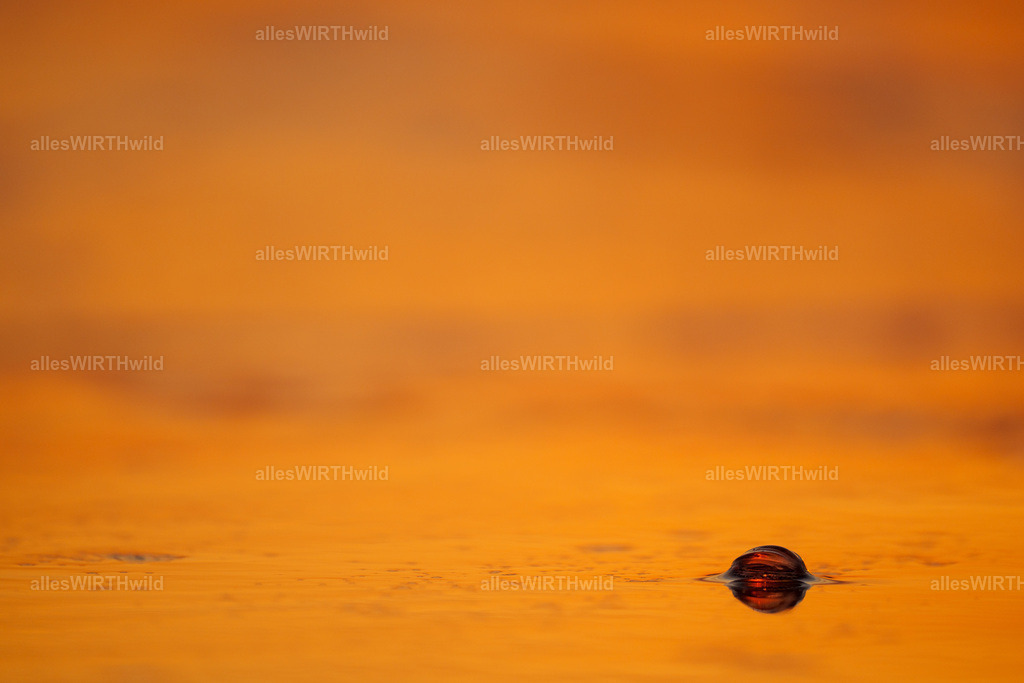 allesWIRTHgut Tierfotografie - www.allesWIRTHwild.de - 7IV03749 | Entdecke die faszinierende Welt der Natur- und Wildlife-Fotografie von Daniel und Bärbel. Inspirierende Bilder von wilden Tieren und kleinen Naturwundern.