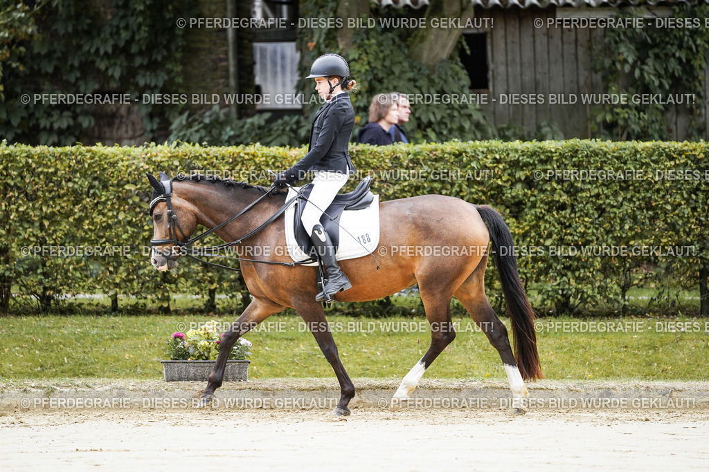 DSC04372 | Pferdegrafie