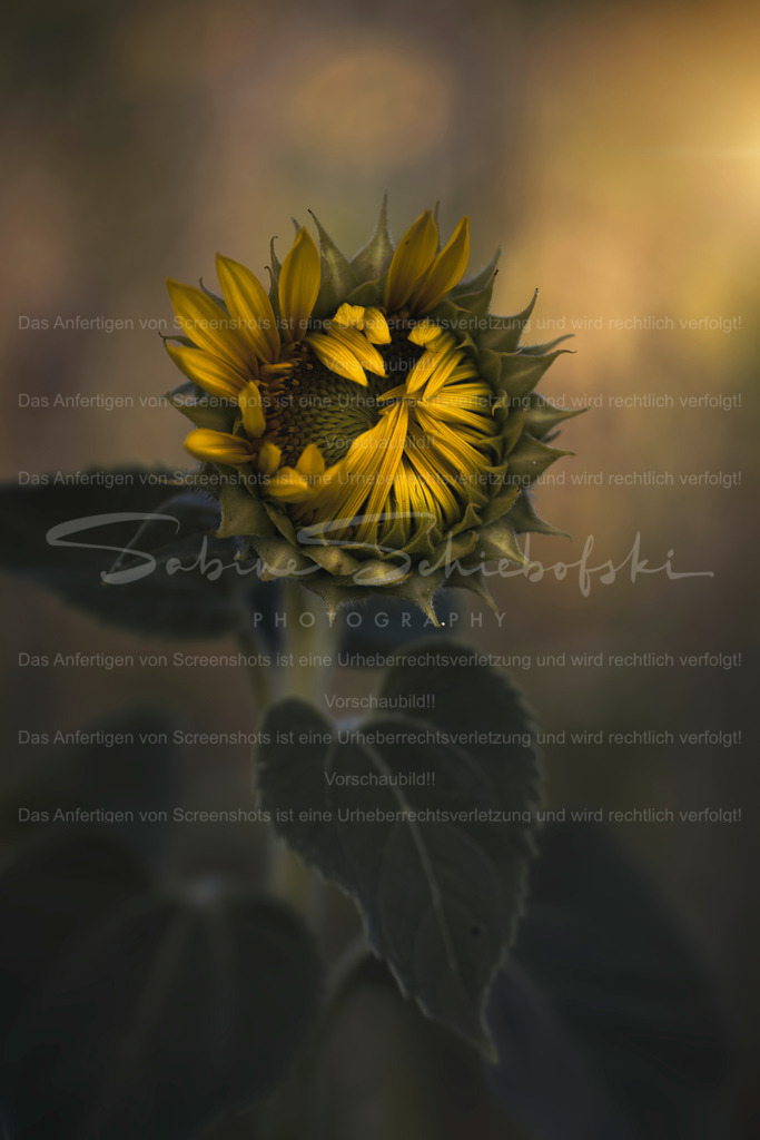 Dark Mood | Exklusive Naturfotografie für stilvolle Wanddekoration ★ Premium Wandbilder Made in Germany ✔️ FineArt Drucke & Downloads ✔️ Brillante Farben, höchste Qualität & weltweiter Versand ✔️ - Realisiert mit Pictrs.com