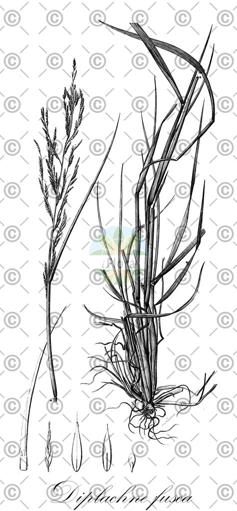 HistAbb_wfo-0000396895_2_ENZY_Simple | Historische Abbildung von Diplachne fusca - Poaceae | Historical Illustration of Diplachne fusca - Poaceae (brown beetle-grass)