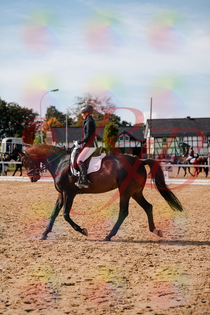 2026_10_03_Siefer-Hof_133502_Z63_94063630 | Professionelle Reitsport-, Turnier- und Eventfotografie von Robert Broda. Galerien mit ausgewählten und bearbeiteten Bildern direkt online ansehen und bestellen.
