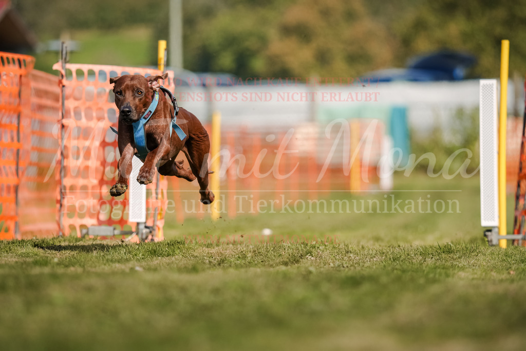 20250928_Hunderennen-477 | MuT (Mensch und Tier) mit Mona - Fotografie und Tierkommunikation - Realisiert mit Pictrs.com