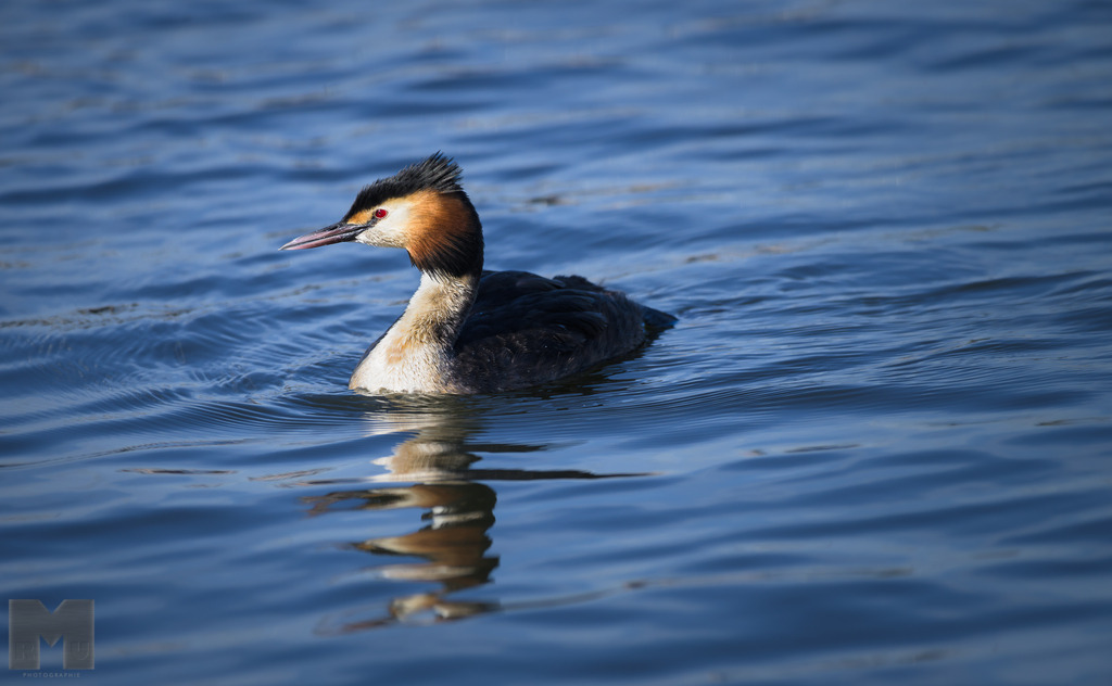Haubentaucher | Landschafts- und Tierfotografie zu allen Jahreszeiten. Und immer die Schönheit des Lichtes im Auge... - Realisiert mit Pictrs.com