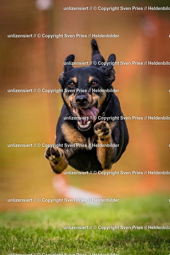 Sven Pries | 2024-09-22 - Hunderennen Baden-BadenPudelverein - Realisiert mit Pictrs.com