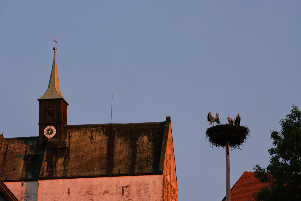 Drei Störche im Nest vor der Kirche | Bad Schönau, Austria - July 12, 2023: Drei Störche im Nest vor der Pfarrkirche. - Realisiert mit Pictrs.com