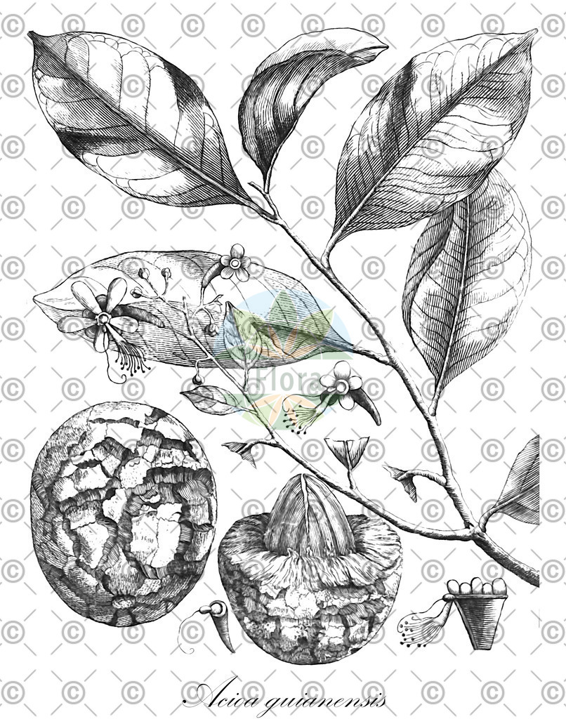 HistAbb_wfo-0000822506_1_ENZY_Simple | Historische Abbildung von Acioa guianensis - Chrysobalanaceae | Historical Illustration of Acioa guianensis - Chrysobalanaceae