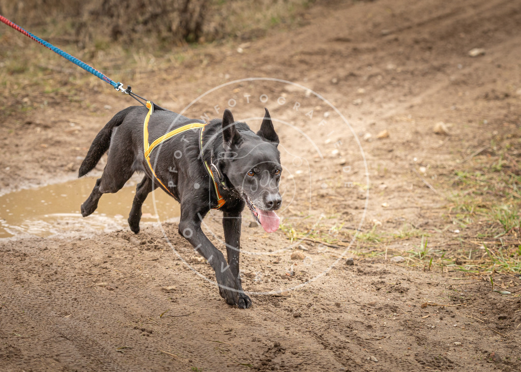 DV3A1170 | Hundefotografie, Tierfotograf, Pfotenfotografie, Fotoshooting Hund, Hunde Portrait, Hundesport, Hundeportraits, Heideshooting, Hunde, Sportfotograf, Hundefotograf, Turnierhundsport, THS,  - Realisiert mit Pictrs.com