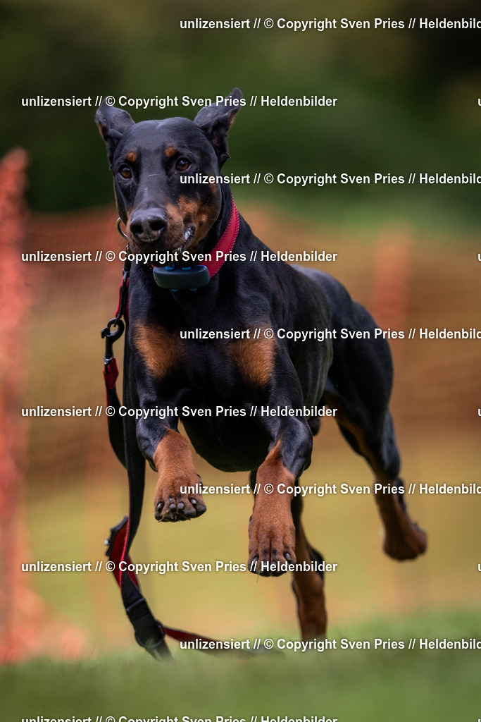 Sven Pries | 2024-04-21 - Hunderennen Baden-Oos
Foto: Sven Pries - Realisiert mit Pictrs.com