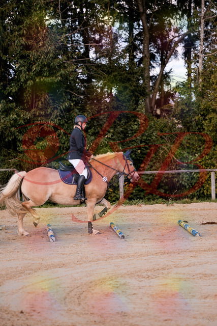 2026_10_03_Siefer-Hof_145226_Z81_31355212 | Professionelle Reitsport-, Turnier- und Eventfotografie von Robert Broda. Galerien mit ausgewählten und bearbeiteten Bildern direkt online ansehen und bestellen.