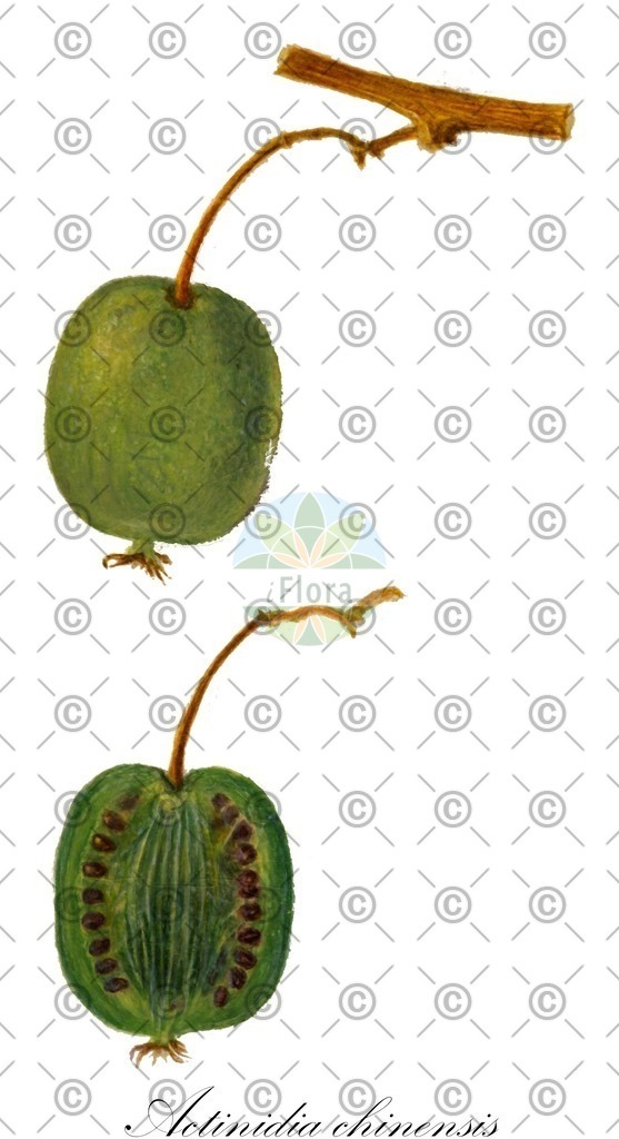 HistAbb_wfo-0000519189_1_ENZY_Simple | Historische Abbildung von Actinidia chinensis - Actinidiaceae | Historical Illustration of Actinidia chinensis - Actinidiaceae