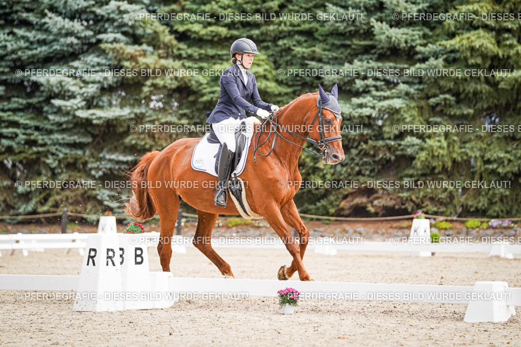 DSC03141 | Pferdegrafie