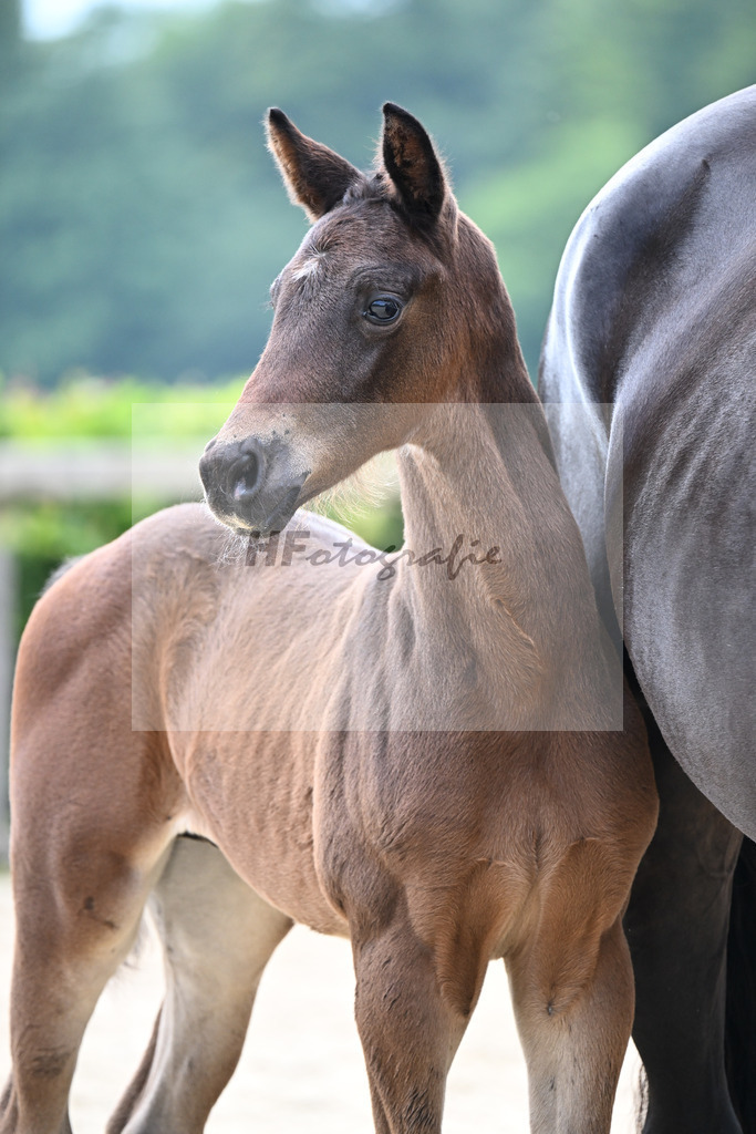 Kat-Nr. 23 St. Emilion x Ampere_HF_Reglauer_14250734 | hf-fotografie - Realisiert mit Pictrs.com