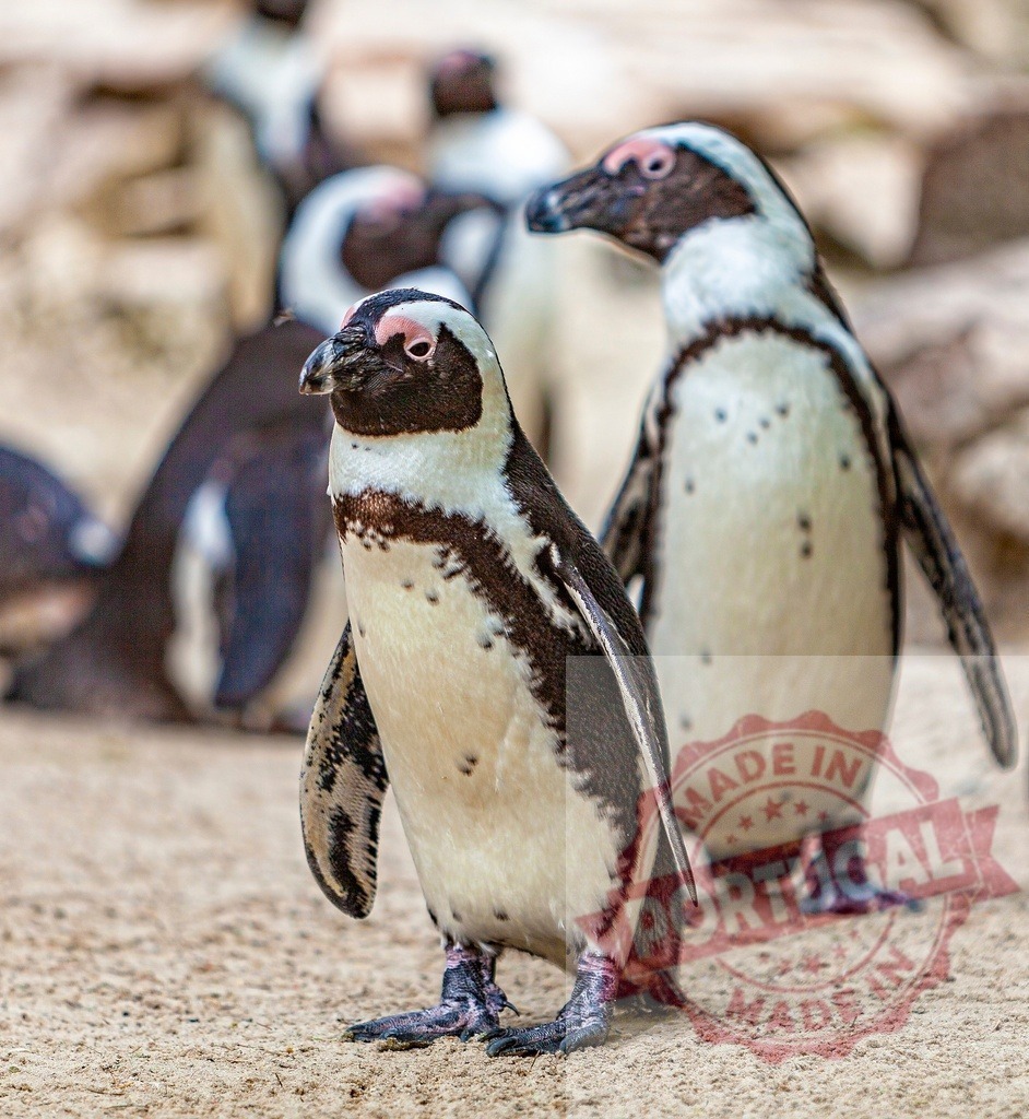 African penguins standing on sand at Boulders Beach | African penguins, an endangered species, standing in a large colony - Realized with Pictrs.com