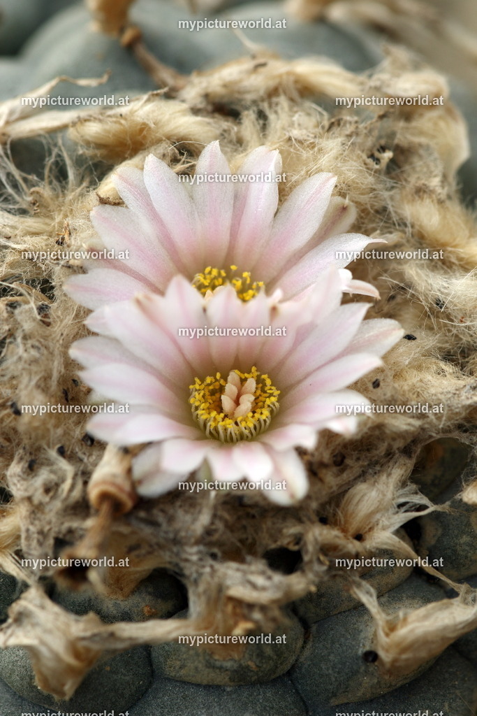 Lophophora williamsii-002 | Das Bilderarchiv über Tiere, Planzen und Landschaften. In der Bilddatenbank finden Sie ein große Auswahl an hochwertigen Bilder für Ihre Werbung - Realized with Pictrs.com