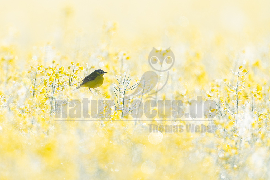 R6M37470_20260508 | Ein männlicher Schafstelze (Motacilla flava) sitzt auf einem Stängel in einem weitläufigen, leuchtend gelben Rapsfeld. Der Vogel ist in der Bildmitte positioniert und blickt nach rechts. Das Feld ist im Vorder- und Hintergrund unscharf dargestellt, wodurch der Fokus auf den Vogel gelenkt wird und eine weiche, verträumte Atmosphäre entsteht. - Realisiert mit Pictrs.com