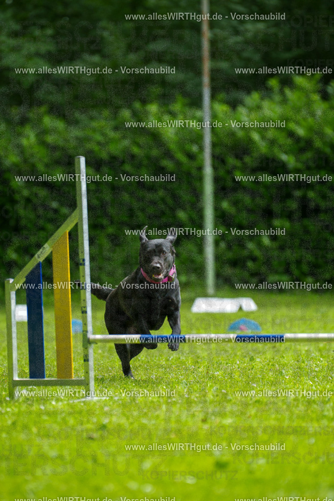 @allesWIRTHgut_Tierfotografie - www.allesWIRTHgut.de - 101501-7R508206 | Professionelle Tierfotografie in Mönchengladbach von Daniel Wirth (allesWIRTHgut). Liebevolle & natürliche Bilder von Hunden & Katzen für unvergessliche Erinnerungen.