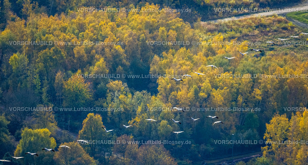 Herne221101395westlich | Luftbild, Kraniche fliegen über ein Waldstück in Herbstfarben, Holsterhausen, Herne, Ruhrgebiet, Nordrhein-Westfalen, Deutschland