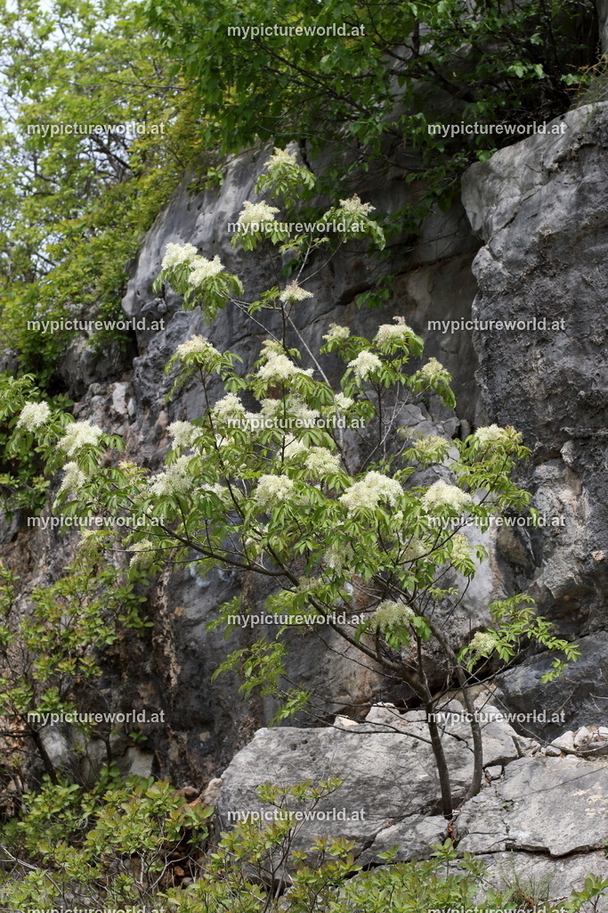 Manna-Esche-001 | Das Bilderarchiv über Tiere, Planzen und Landschaften. In der Bilddatenbank finden Sie ein große Auswahl an hochwertigen Bilder für Ihre Werbung - Realisiert mit Pictrs.com