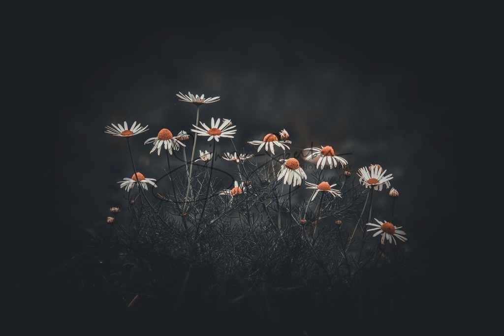 Kamille | Simone Sperber, svb-photography,Fotografin,Bilddesignerin,Naturfotografie,Macrofotografie,Tierfotografie,Wildtierfotografie,Ausstellungen,Auftragsfotografie,Kunst,Art,Photographer,Shootings,Bildberatbeitung,Galerie,Shop