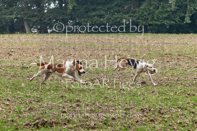 09-23 Jagd Perdöl_MCH9653_Marina Hewig | Fotografie, FotoArt, PferdesportArt, Pferdesportfotografie, Landschaftsfotografie, Reisefotografie, Reise, Pferde - Realisiert mit Pictrs.com