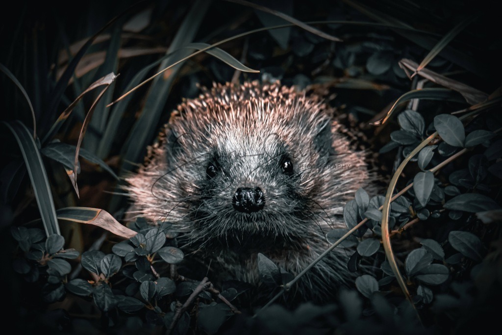 Igel Portrait  | Simone Sperber, svb-photography,Fotografin,Bilddesignerin,Naturfotografie,Macrofotografie,Tierfotografie,Wildtierfotografie,Ausstellungen,Auftragsfotografie,Kunst,Art,Photographer,Shootings,Bildberatbeitung,Galerie,Shop