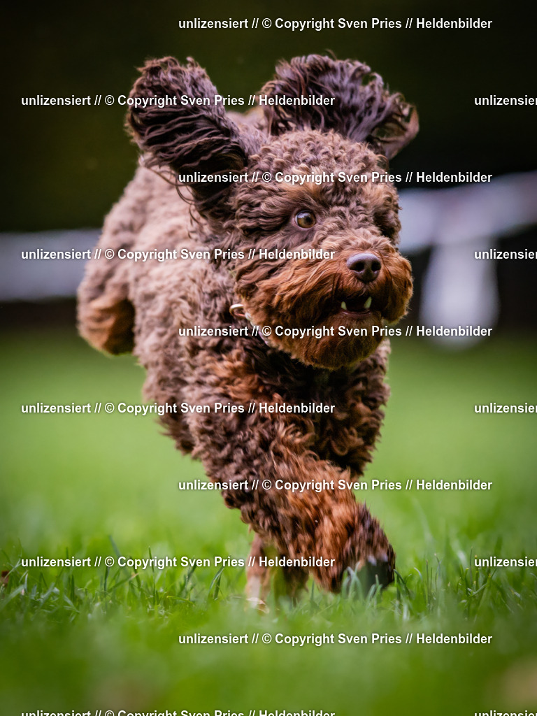 Sven Pries | 2024-10-19 - Hunderennen Ober-Grombach - Realisiert mit Pictrs.com